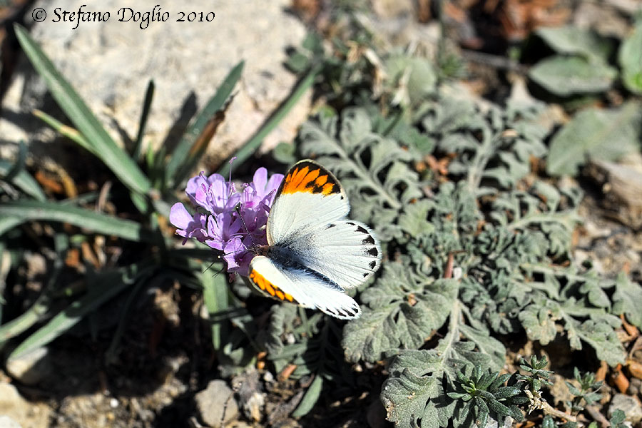 Colotis evagore - Desert Orange Tip